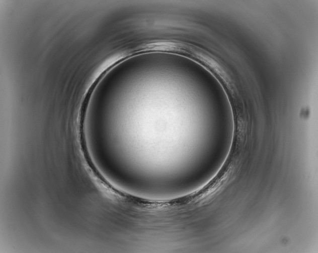 X0000099531426200805161200