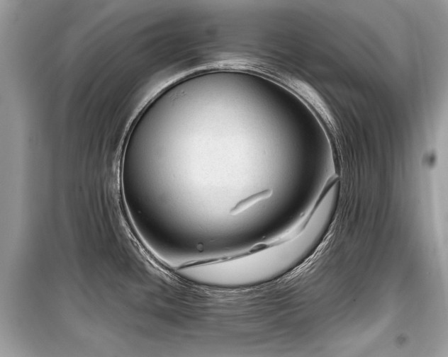 X0000099531436200805161200