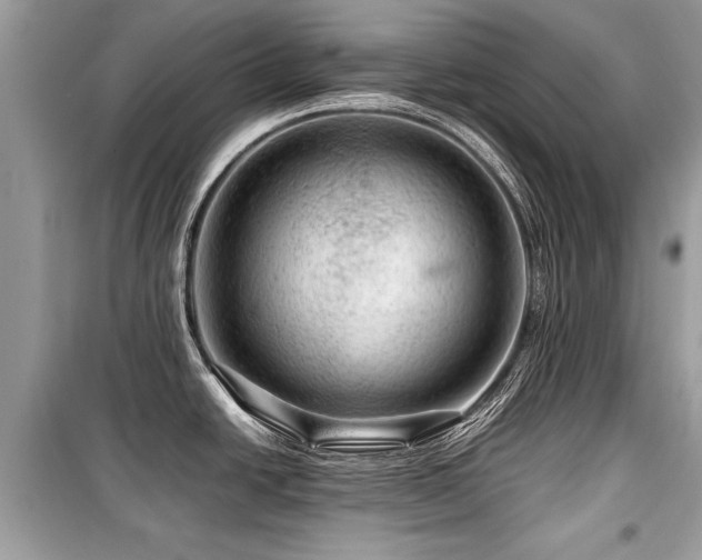 X0000099531438200805161200