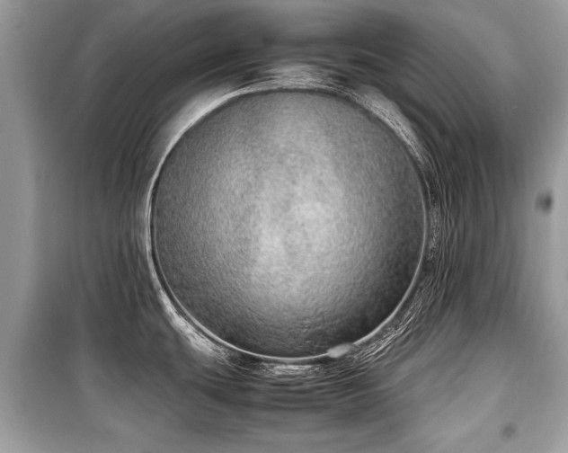 X0000099531439200805161200