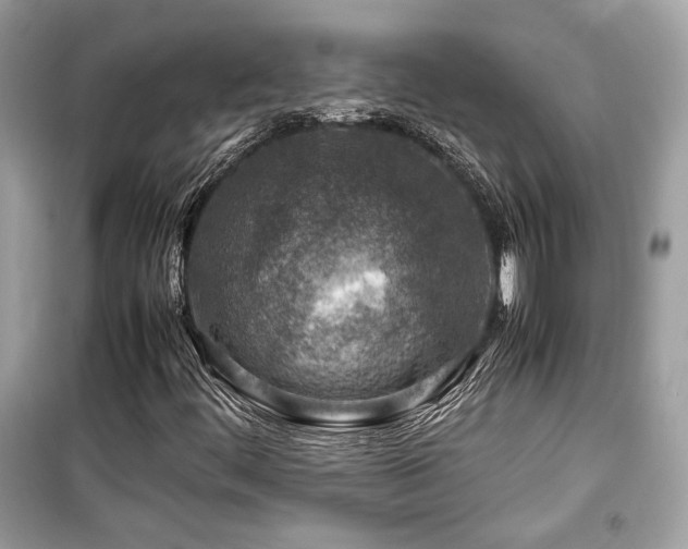 X0000099531444200805161159
