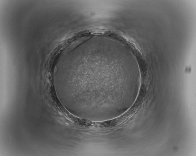 X0000099531445200805161159