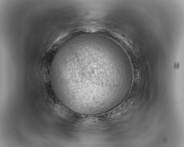 X0000099531446200805161159