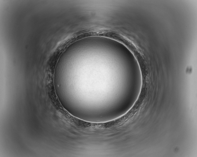 X0000099531447200805161159