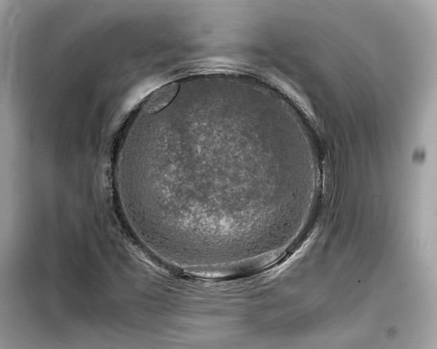 X0000099531453200805161159