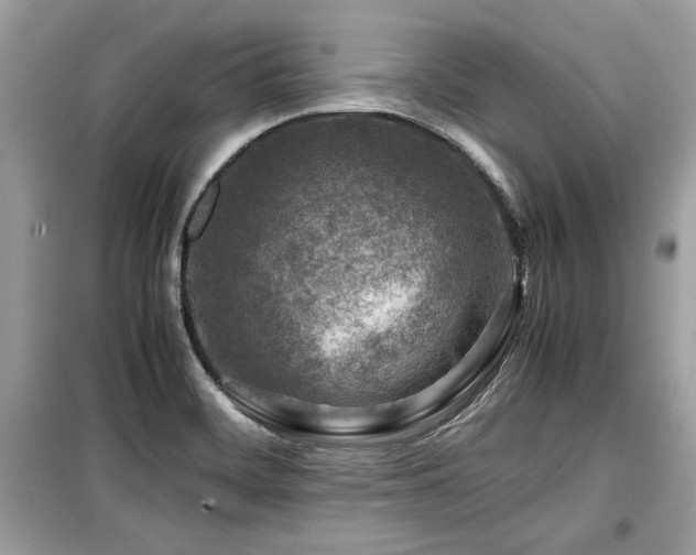 X0000099531468200805161159