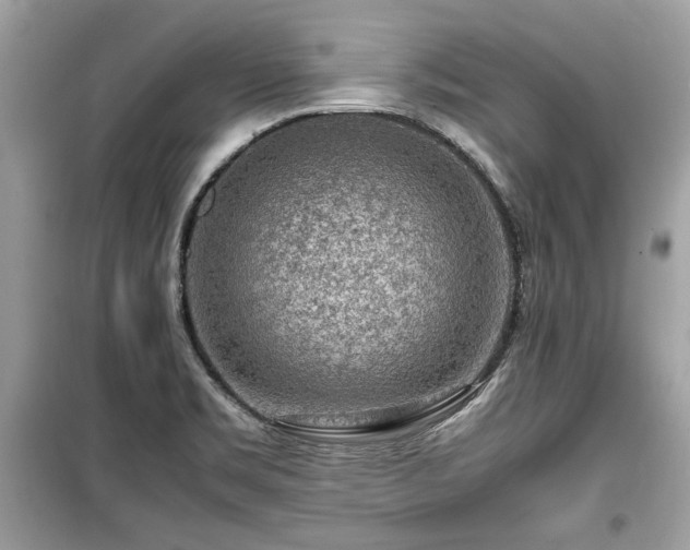 X0000099531469200805161159