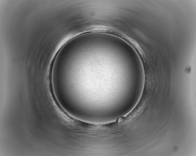 X0000099531475200805161159