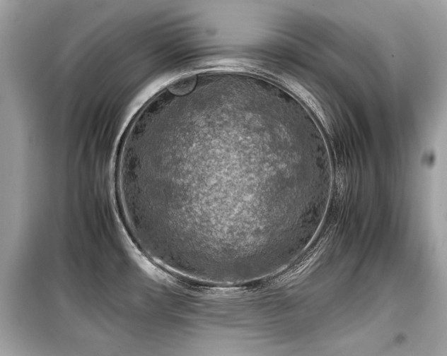 X0000099531482200805161159