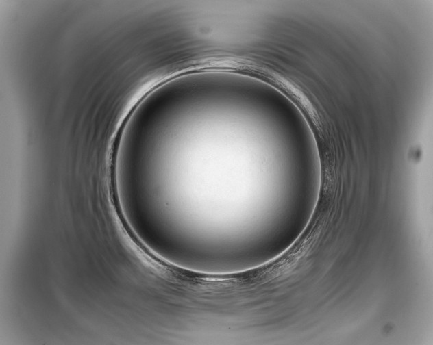 X0000099531483200805161159