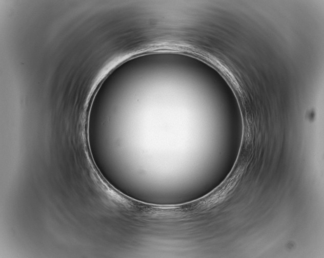 X0000099531486200805161159
