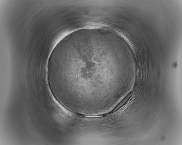 X0000099531487200805161159