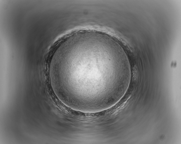 X0000099531494200805161158