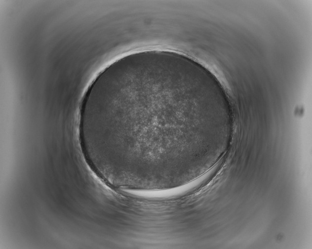 X0000099531508200805161158