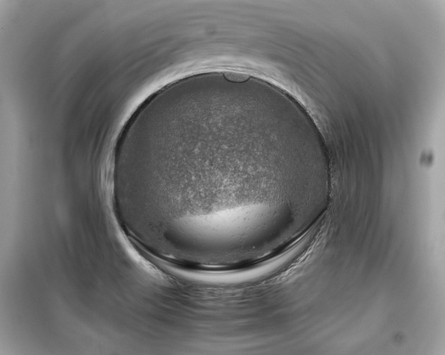 X0000099531515200805161158