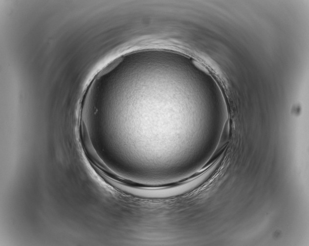 X0000099531528200805161159
