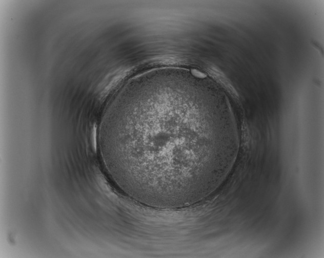 X0000099530014200805231113
