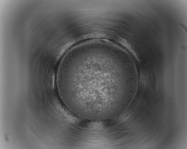 X0000099530110200805231111