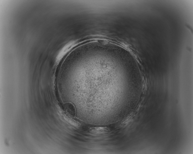 X0000099530151200805231110