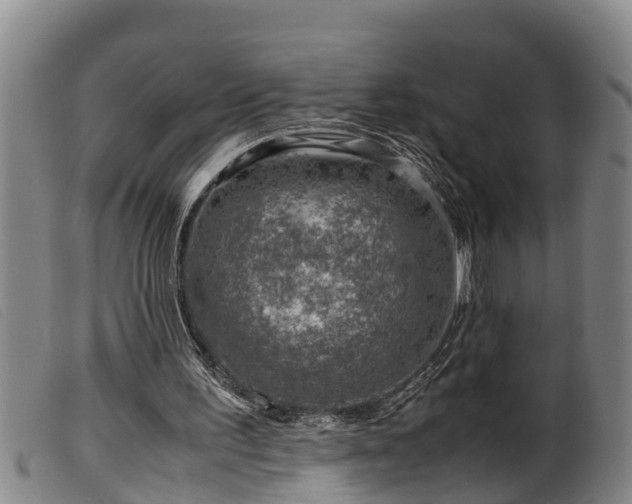 X0000099530195200805231110
