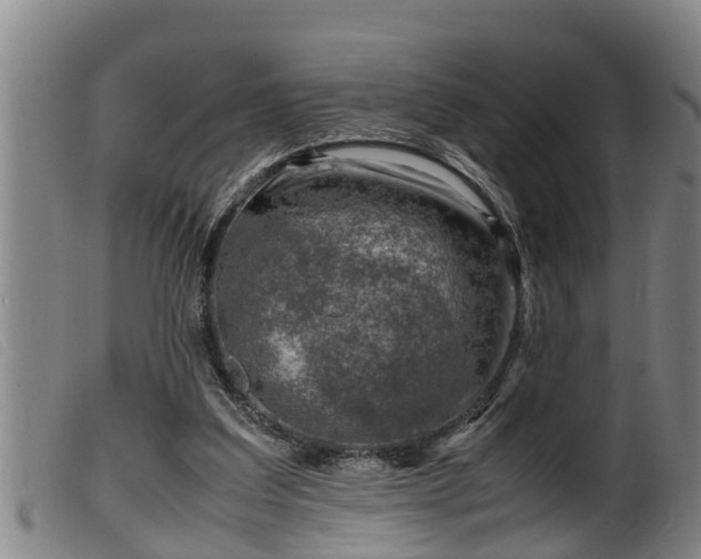 X0000099530203200805231110