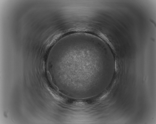 X0000099530205200805231110
