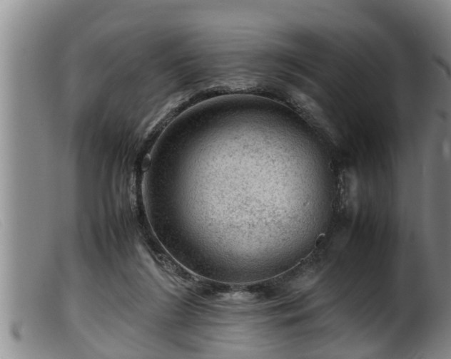 X0000099530212200805231110