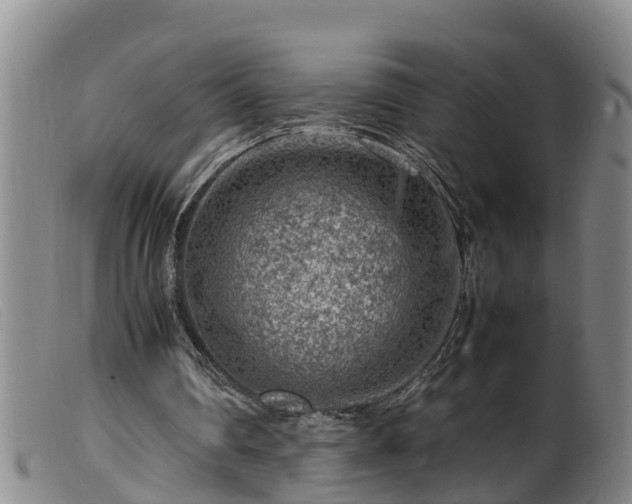 X0000099530290200805231109