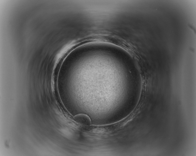X0000099530294200805231108