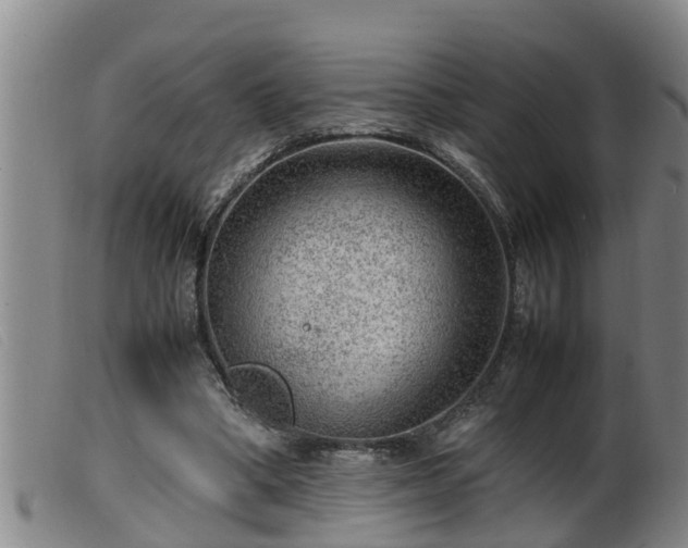 X0000099530394200805231107