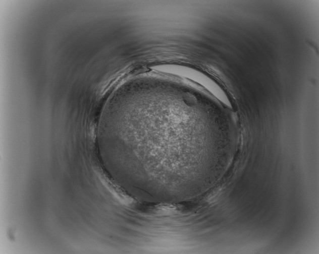 X0000099530405200805231107
