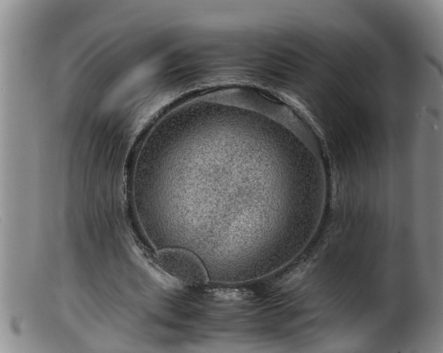 X0000099530439200805231106