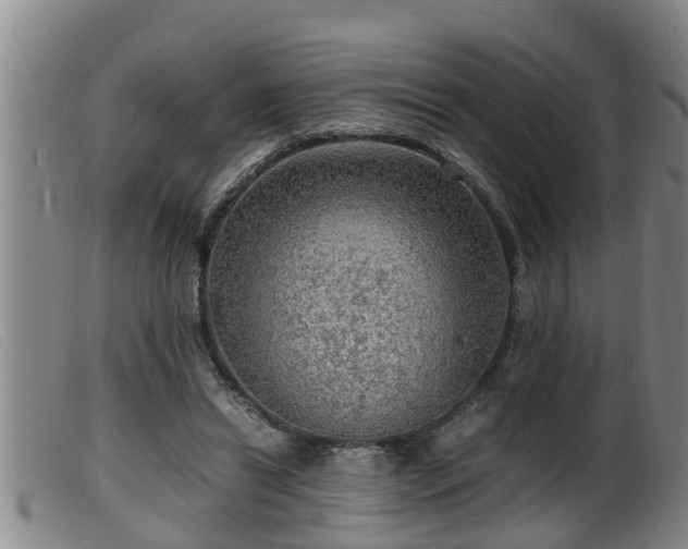 X0000099530446200805231106