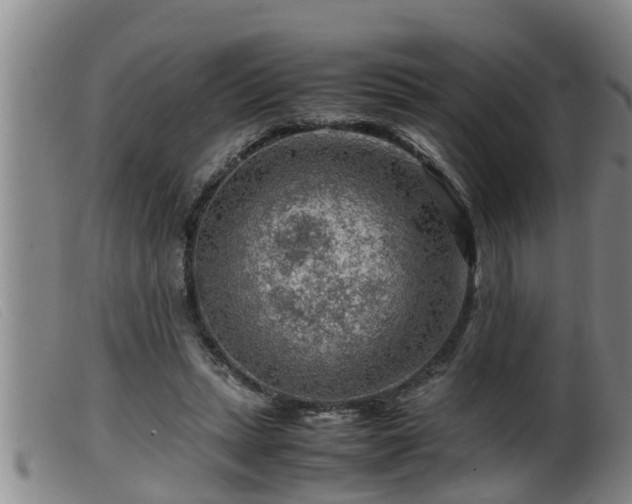 X0000099530447200805231106