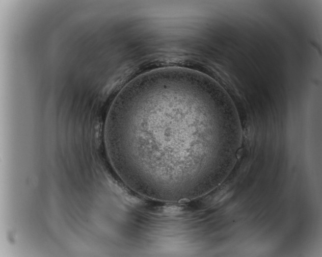 X0000099530462200805231106