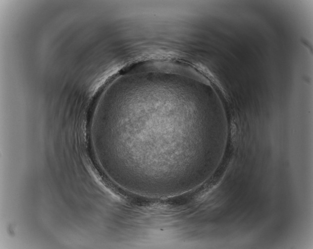 X0000099530581200805231104