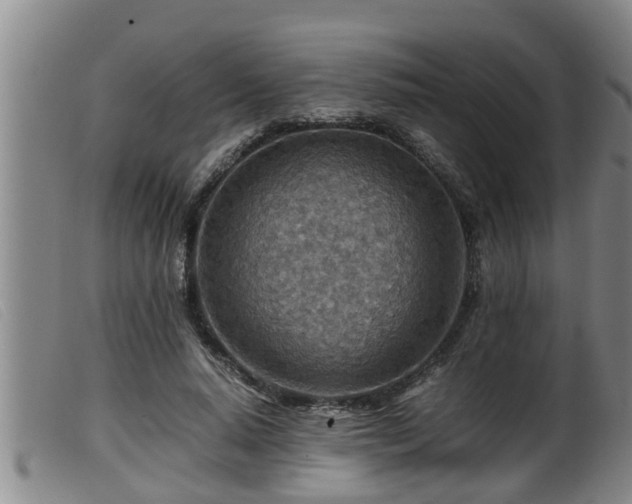 X0000099530640200805231103