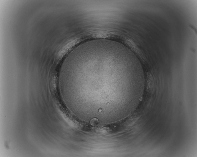 X0000099530683200805231102