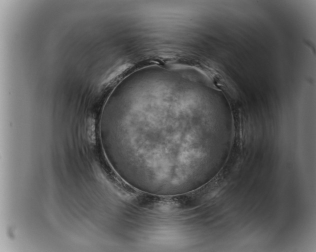 X0000099530696200805231102