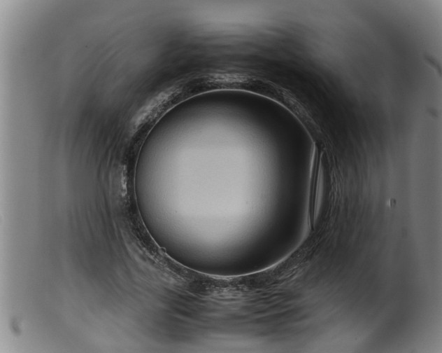 X0000099530731200805231101