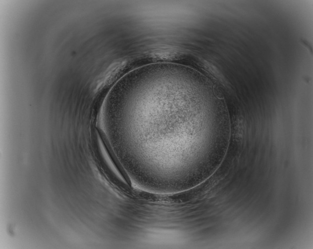 X0000099530738200805231101