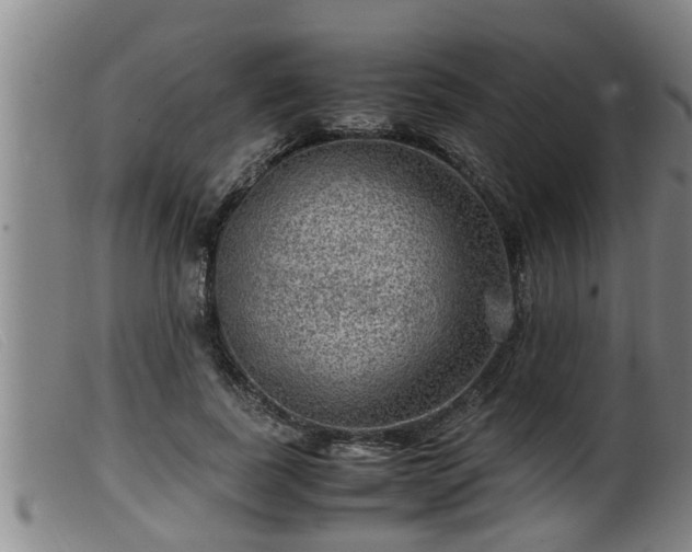 X0000099530739200805231101