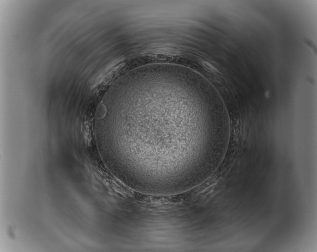 X0000099530774200805231101