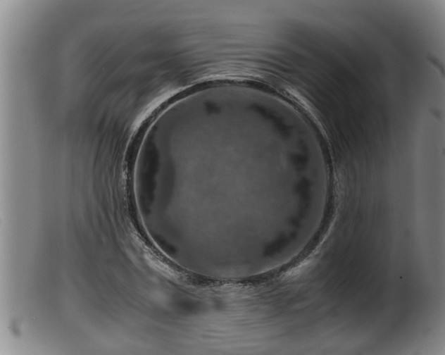 X0000099530779200805231101