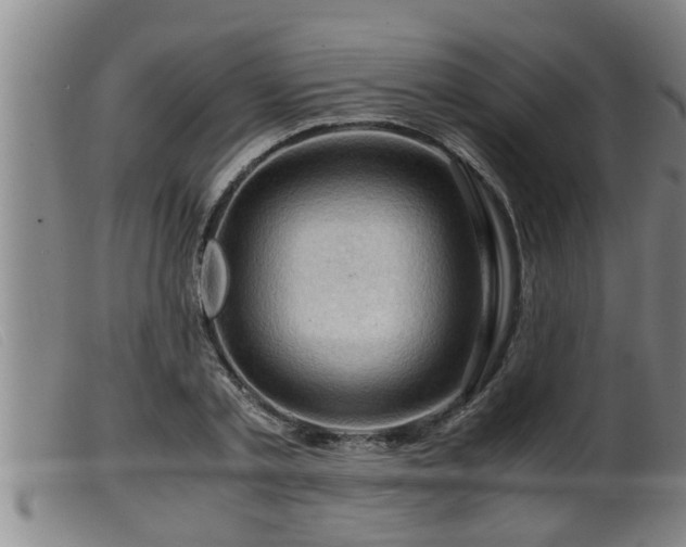 X0000099530789200805231101