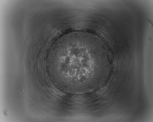 X0000099530817200805231100