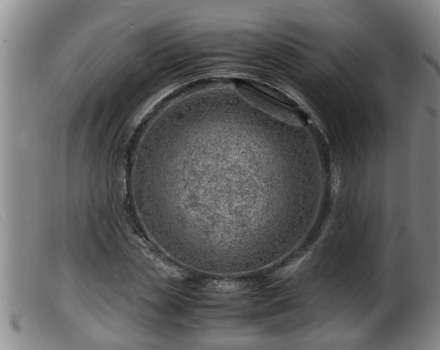 X0000099530829200805231100