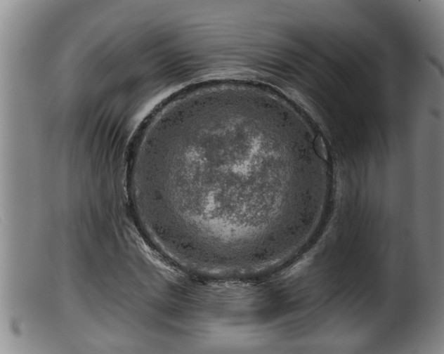 X0000099530830200805231100