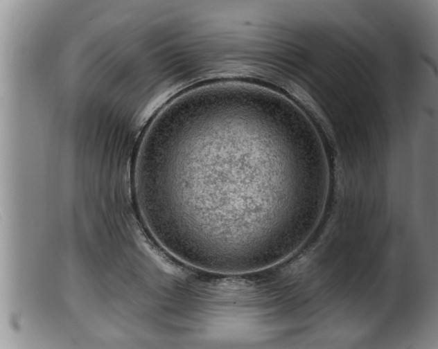 X0000099530842200805231100