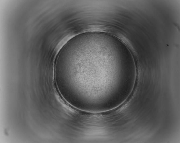 X0000099530844200805231100